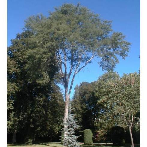 ACACIA DE 3 ESPINAS O NEGRA INERMIS Ref. 54 ÁRBOL