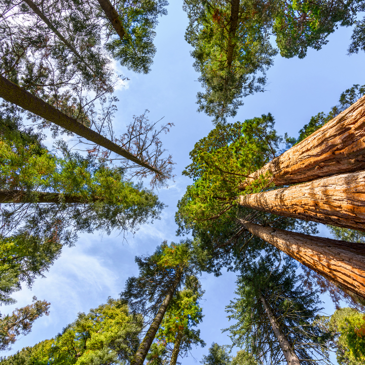 Bosques productivos