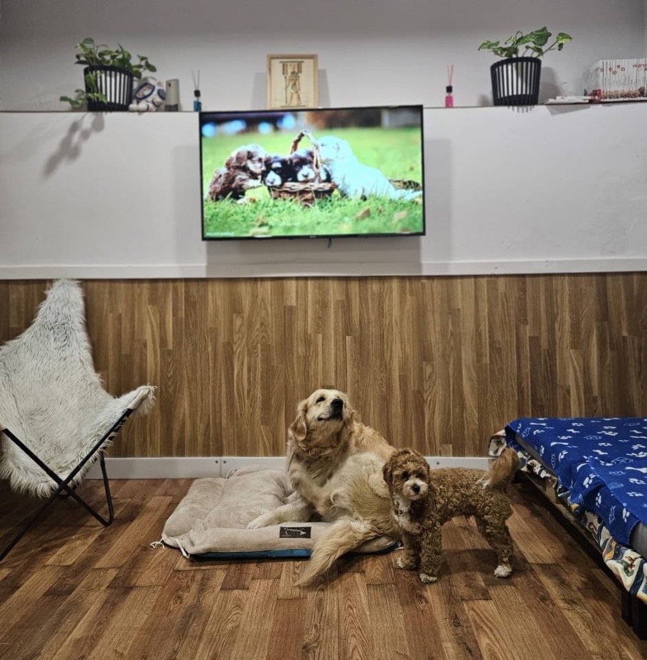 Guardería Canina y Paseos