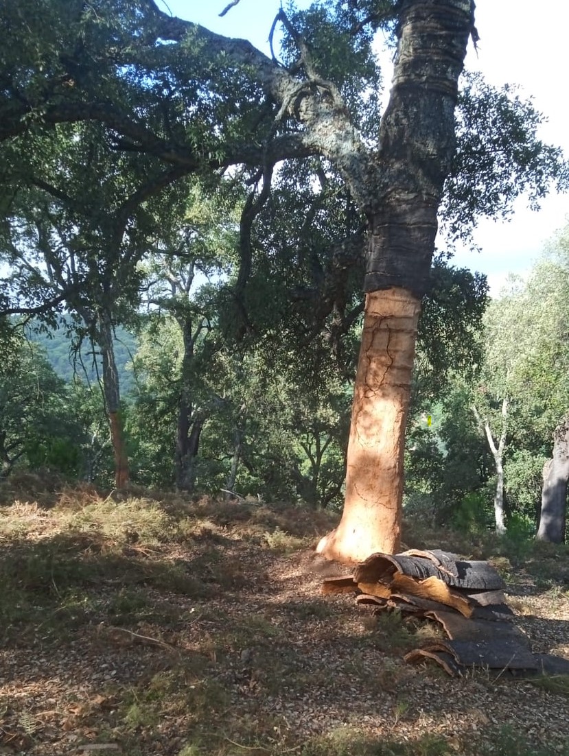 Extracción de corcho