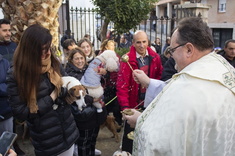 Decenas de animales son bendecidos durante la celebración de San Antón en Arganda