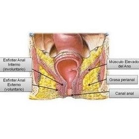 Divertículos de colon