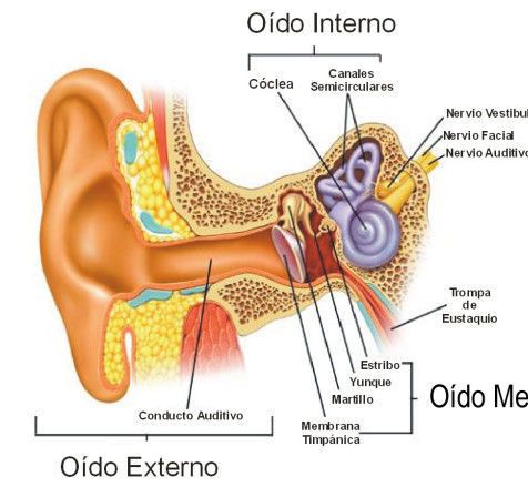 EL SENTIDO DEL OÍDO - ANATOMÍA DEL OÍDO