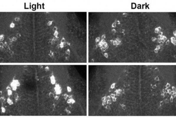 How-and-why-does-light-affect-sleep