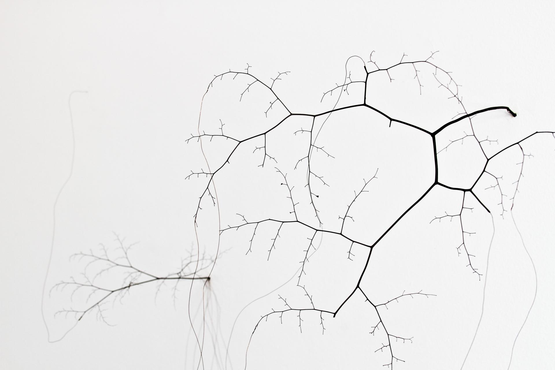Série “Natureza em expansão”, 2015, avenca desidratada e avenca em prata com fios de prata dimensões variáveis