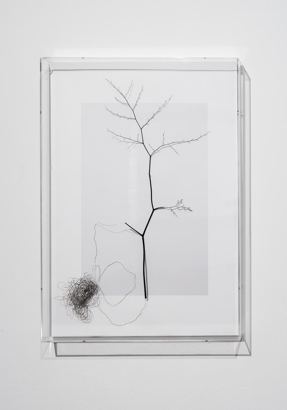 “Clone”, 2015, avenca, fio de metal e impressão fotográfica em papel de algodão, 80 x 56 cm