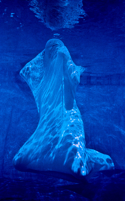 Série “Anfíbio”, santa, 2000, fotografia em metacrilato, 150 x 100 cm cada