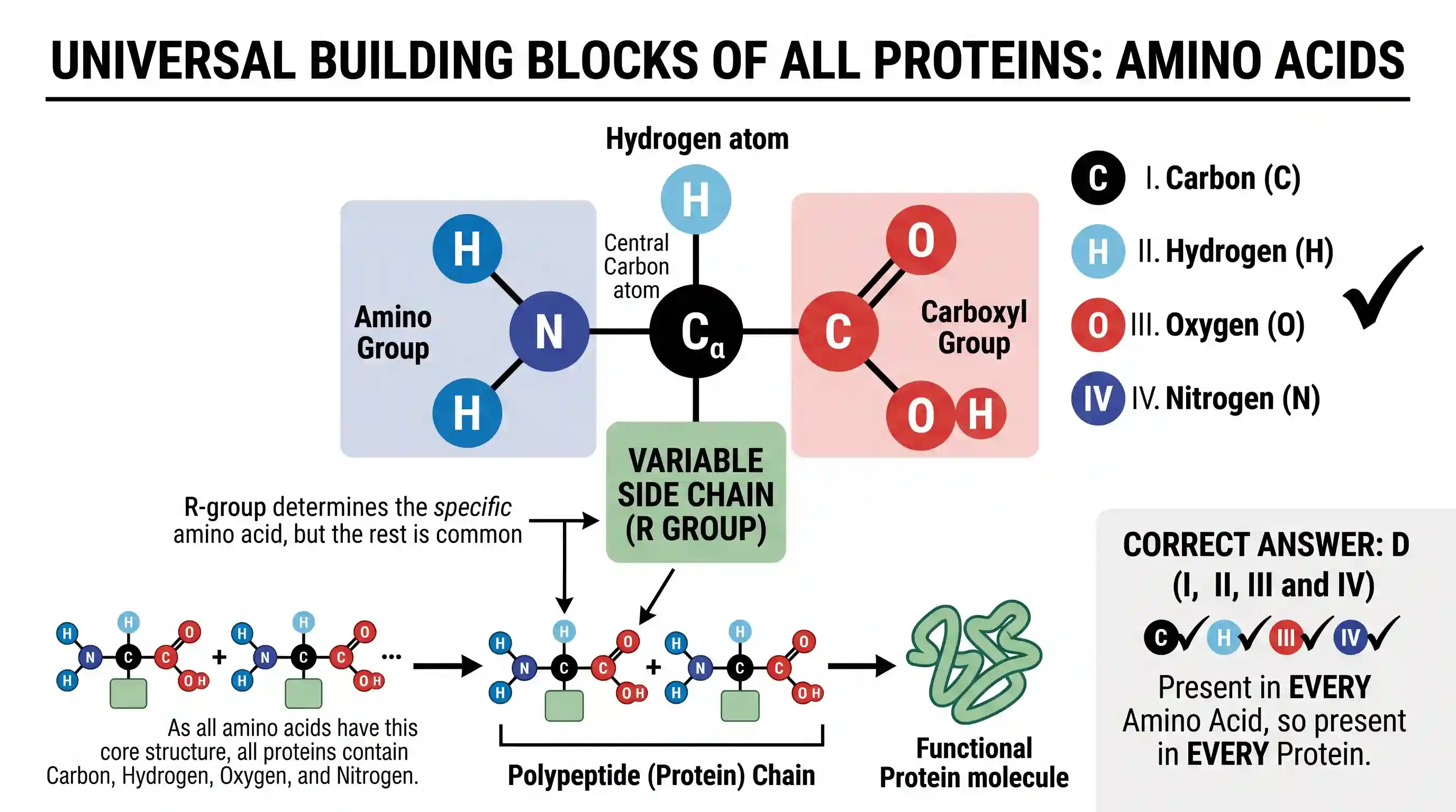 science-and-technology: Which of the following elements are present in all proteins? I. Carbon II. Hydrogen III. Oxygen IV. Nitrogen Select the