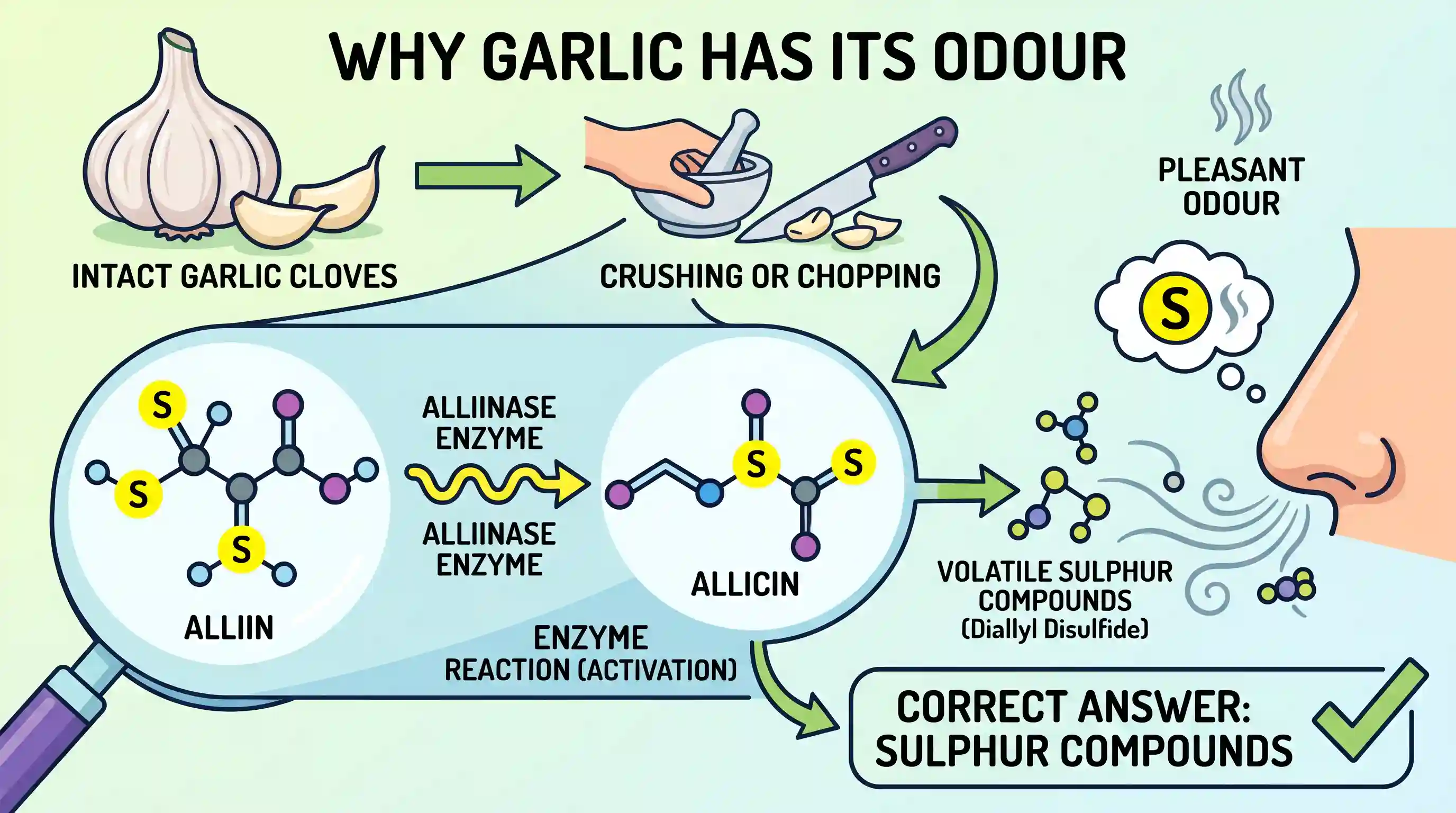 science-and-technology: The characteristic odour of garlic is due to