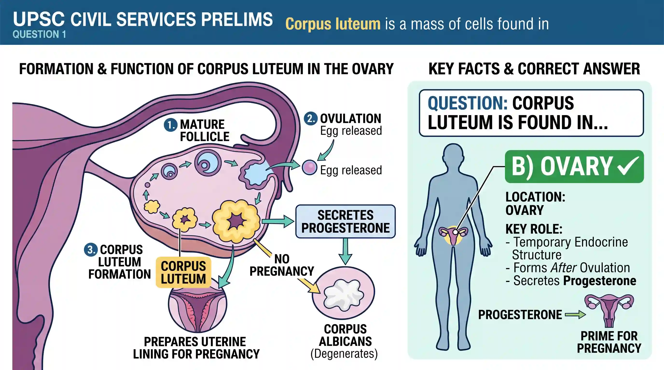 science-and-technology: Corpus luteum is a mass of cells found in