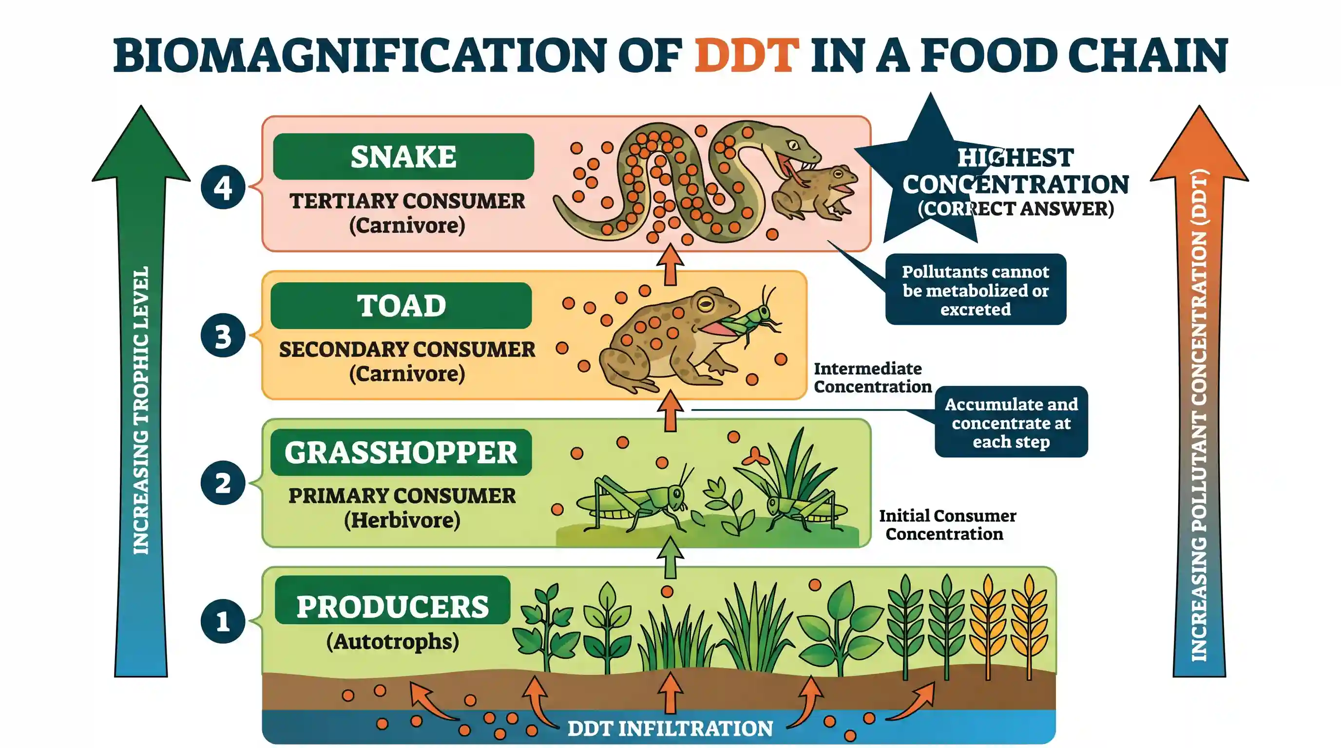 geography: Which one of the following organisms is likely to show the highest- concentration of DDT once it has been introduced int