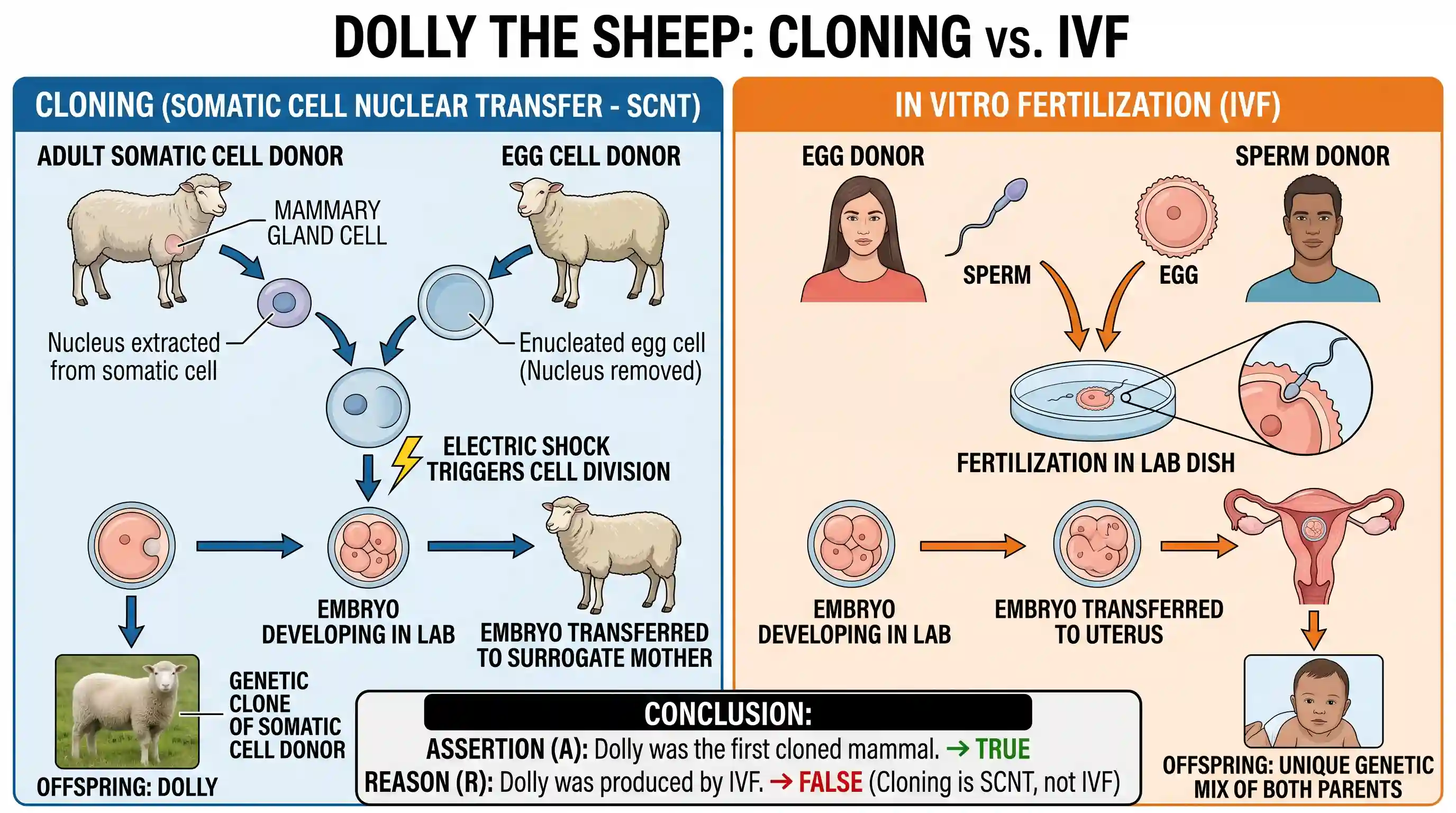science-and-technology: Assertion (A): Dolly was the first cloned mammal. Reason (R): Dolly was produced by in vitro fertilization.