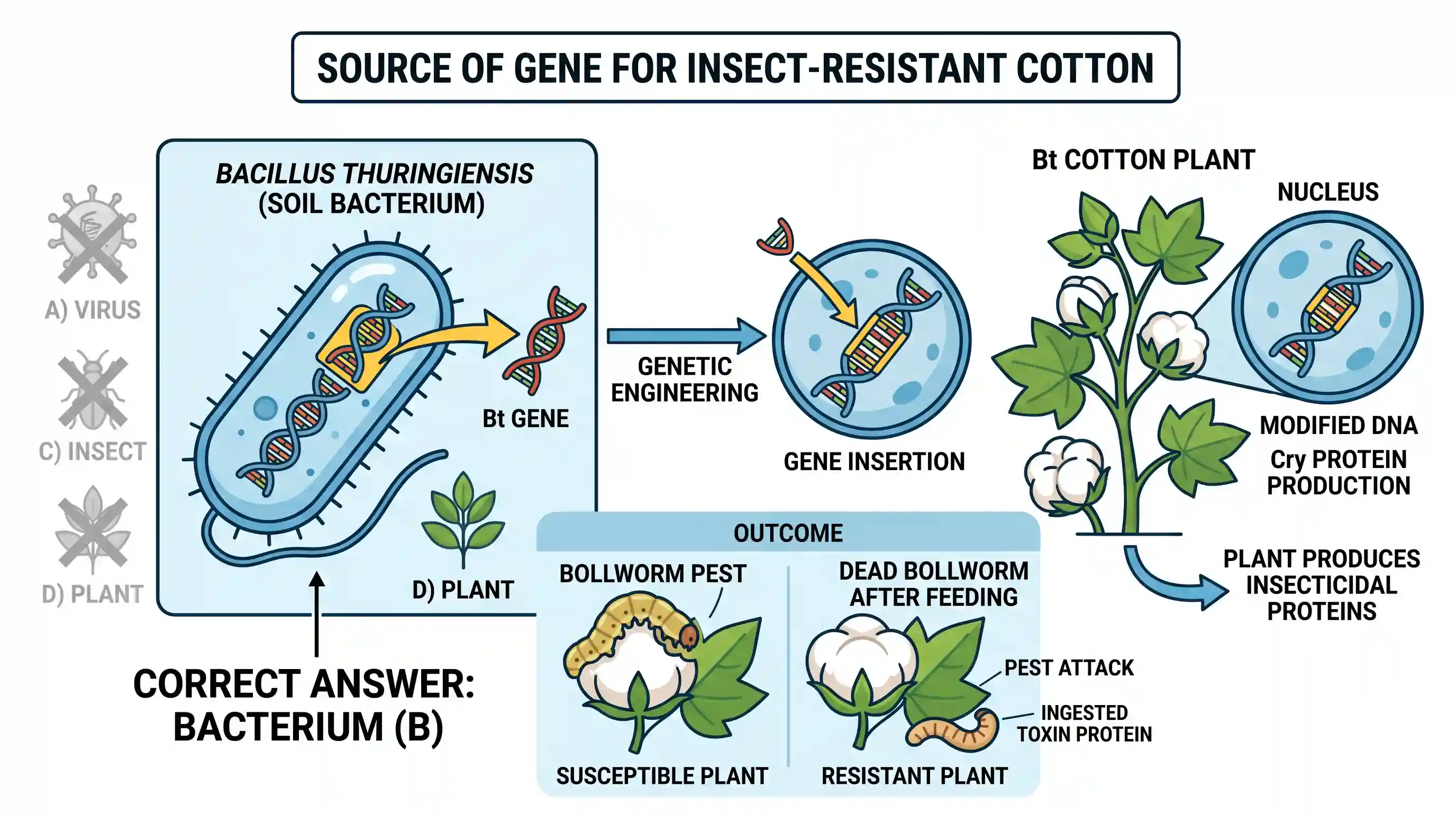 science-and-technology: Insect resistant cotton plants have been genetically engineered by inserting a gene from a/an