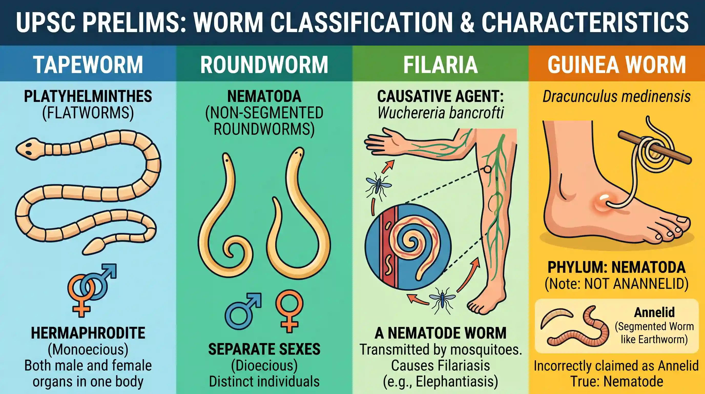 science-and-technology: Consider the following statements: I. Tapeworm is a hermaphrodite. II. Round-worm has separate sexes. III. Filaria is ca
