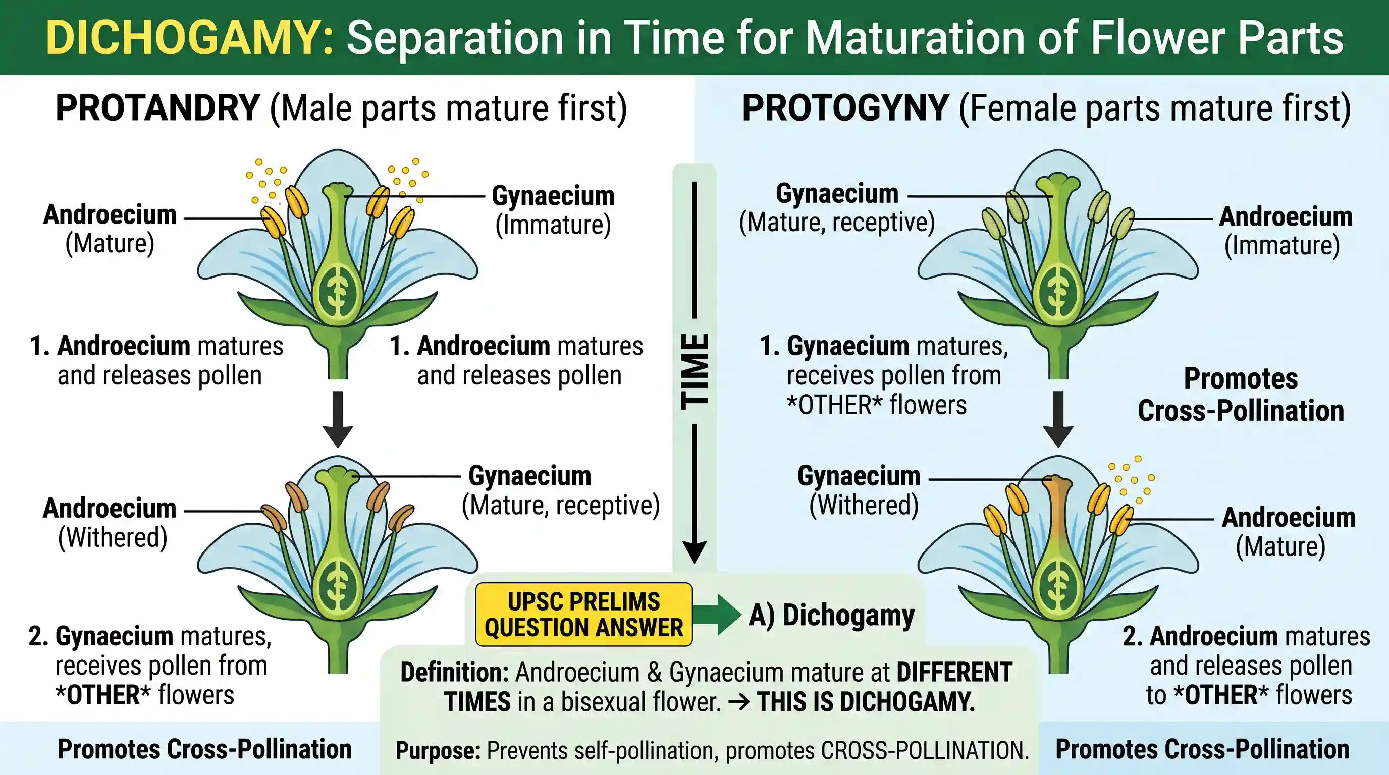 science-and-technology: In a bisexual flower, if androecium and gynaecium mature at different times, the phenomenon is known as