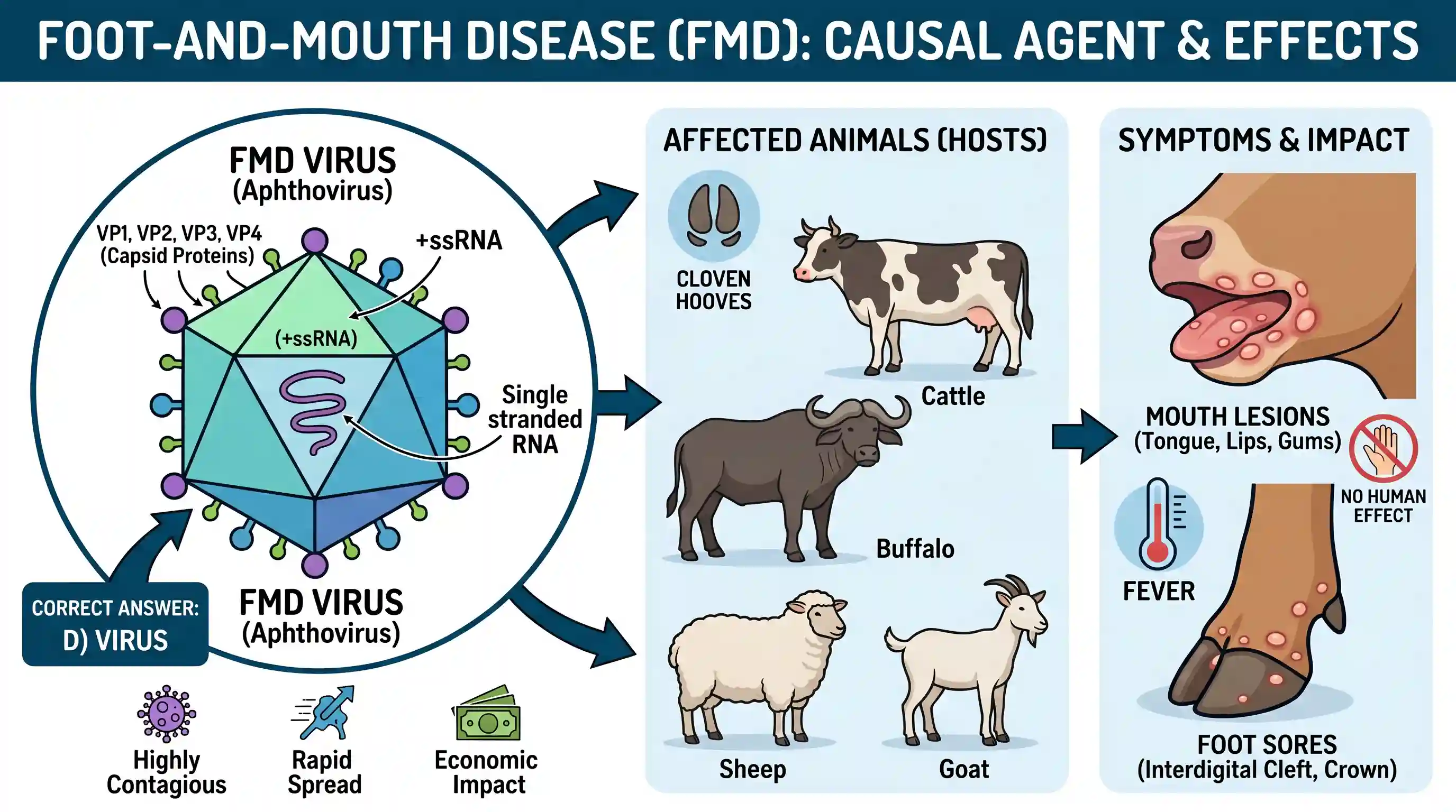 science-and-technology: Foot-and-mouth disease in animals, a current epidemic in some parts of the world, is caused by