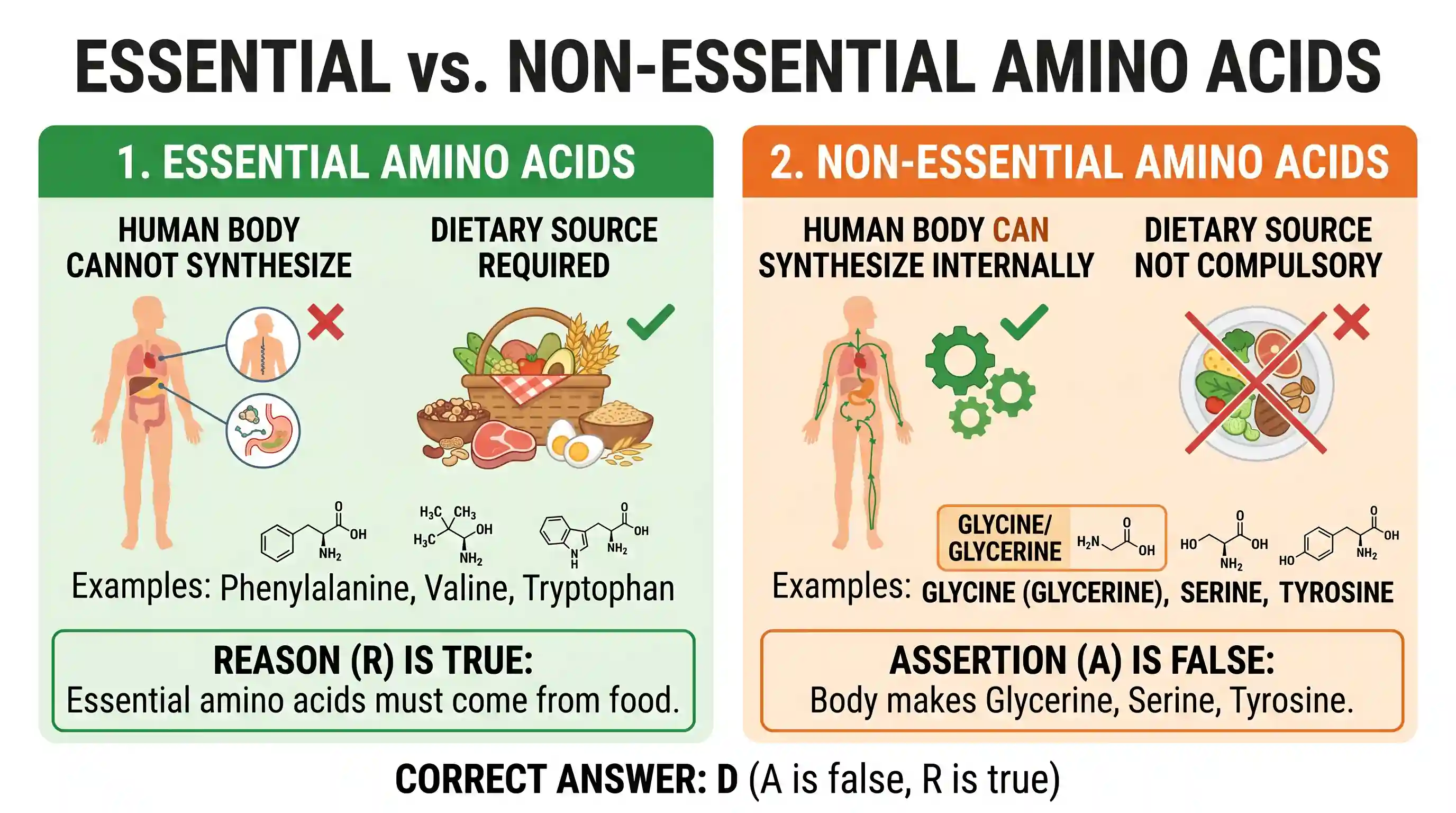 science-and-technology: Assertion (A): Human diet should compulsorily contain Glycerine, Serine and Tyrosine. Reason (R): Essential amino acids
