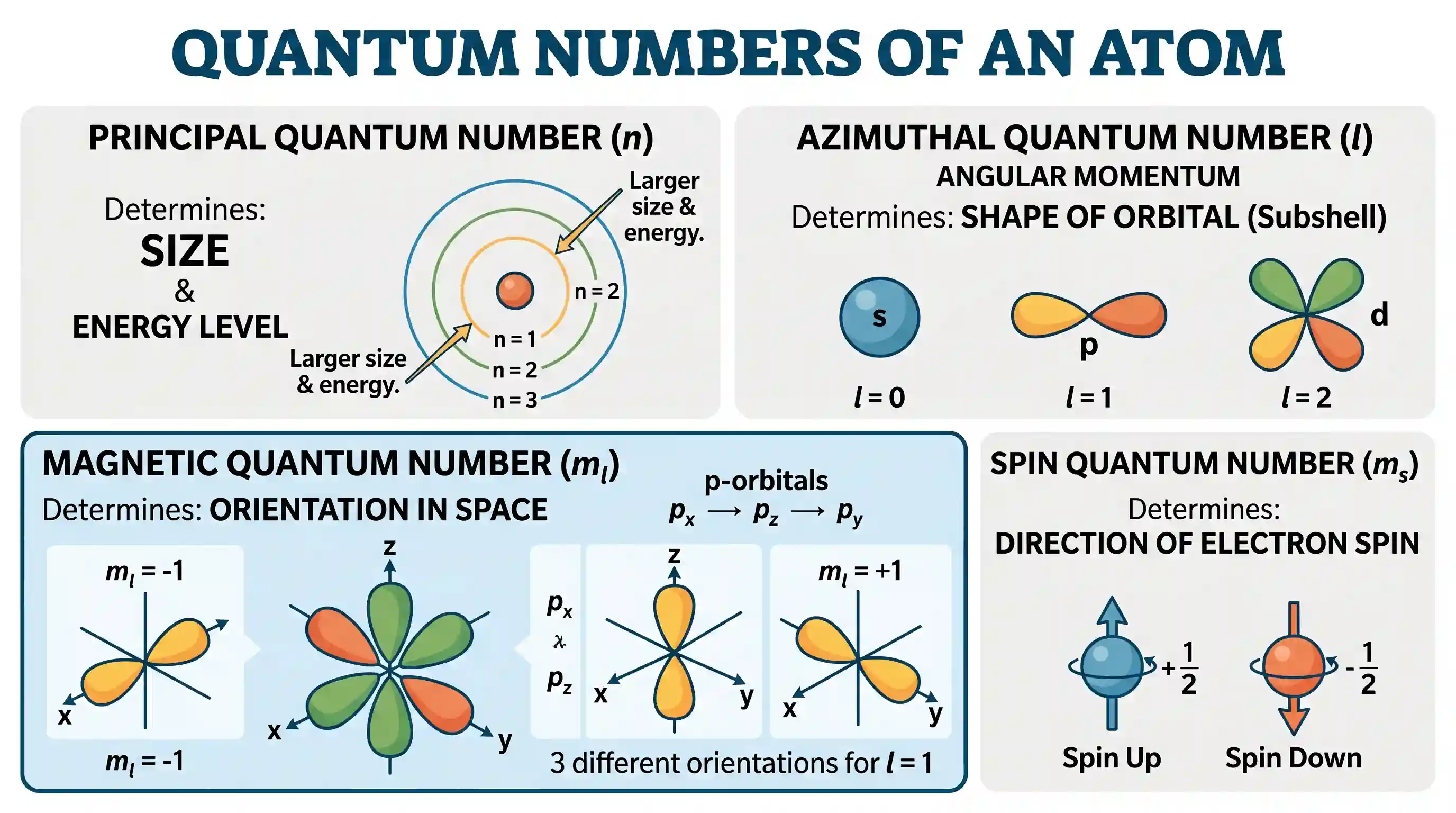 science-and-technology: Regarding the atom of a chemical element, the magnetic quantum number refers to