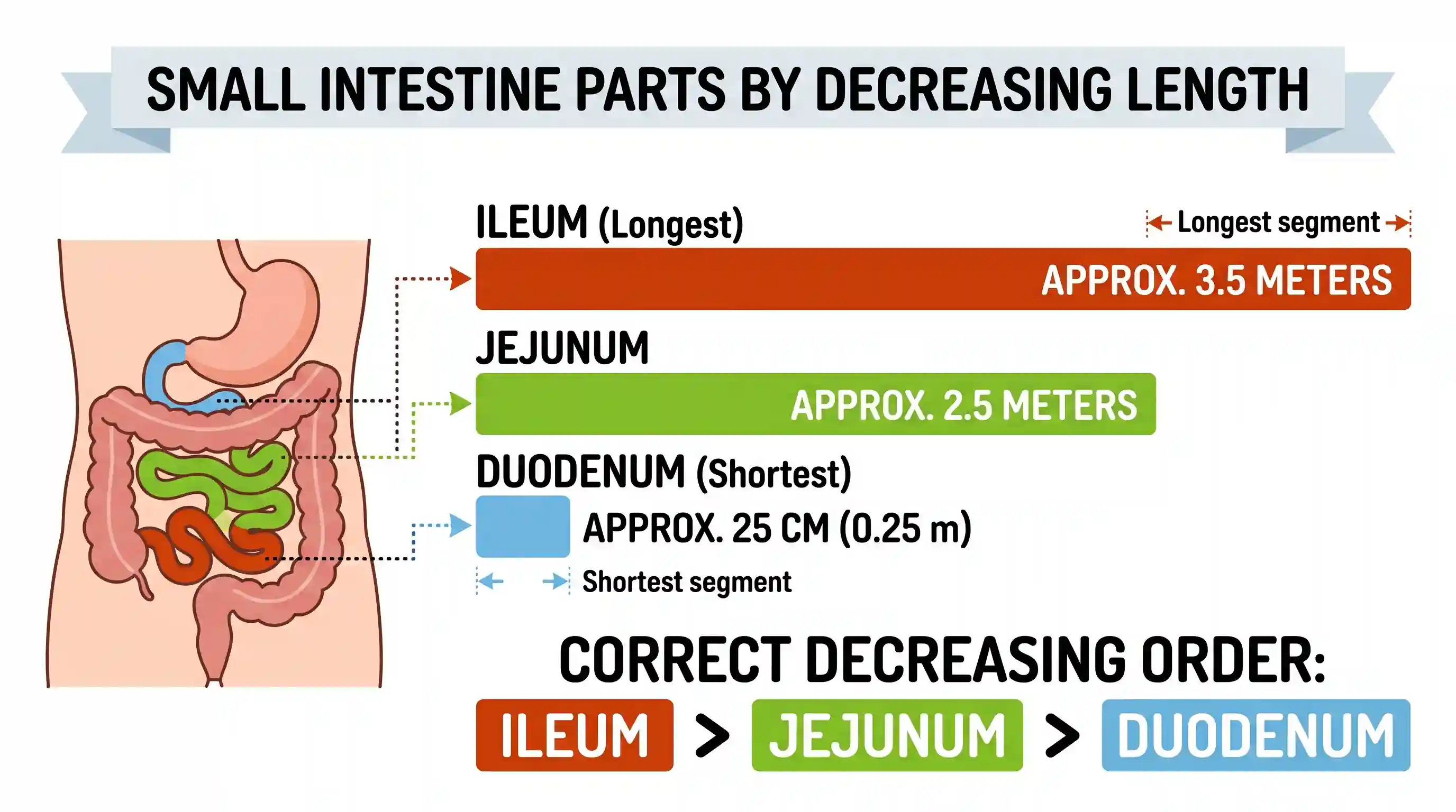science-and-technology: Which one of the following is the correct sequence in the order of decreasing length of the three structural parts given