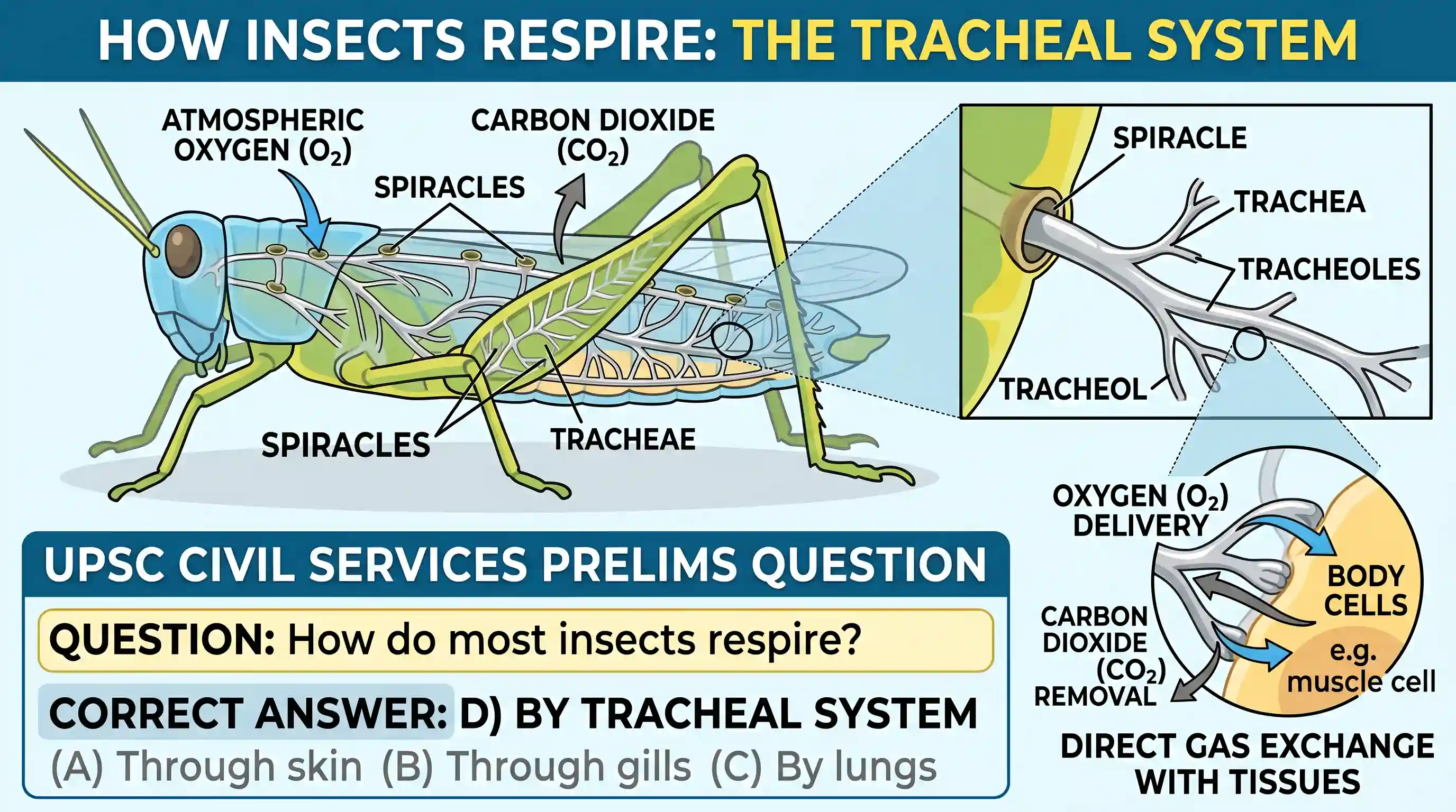 science-and-technology: How do most insects respire?
