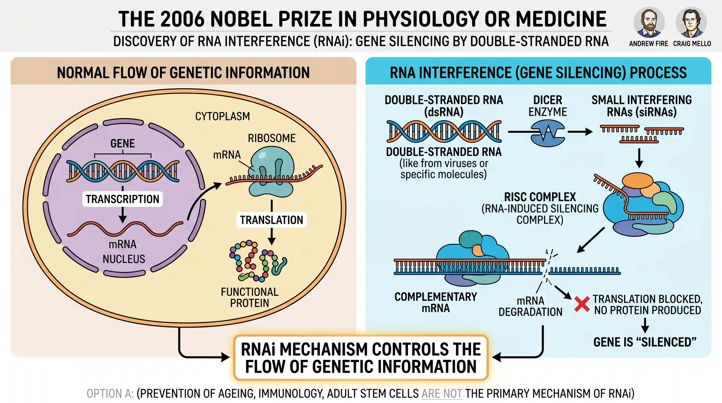 science-and-technology: What is the broad area in which the Nobel Prize winners for the year 2006 in Physiology or Medicine, worked to get the P