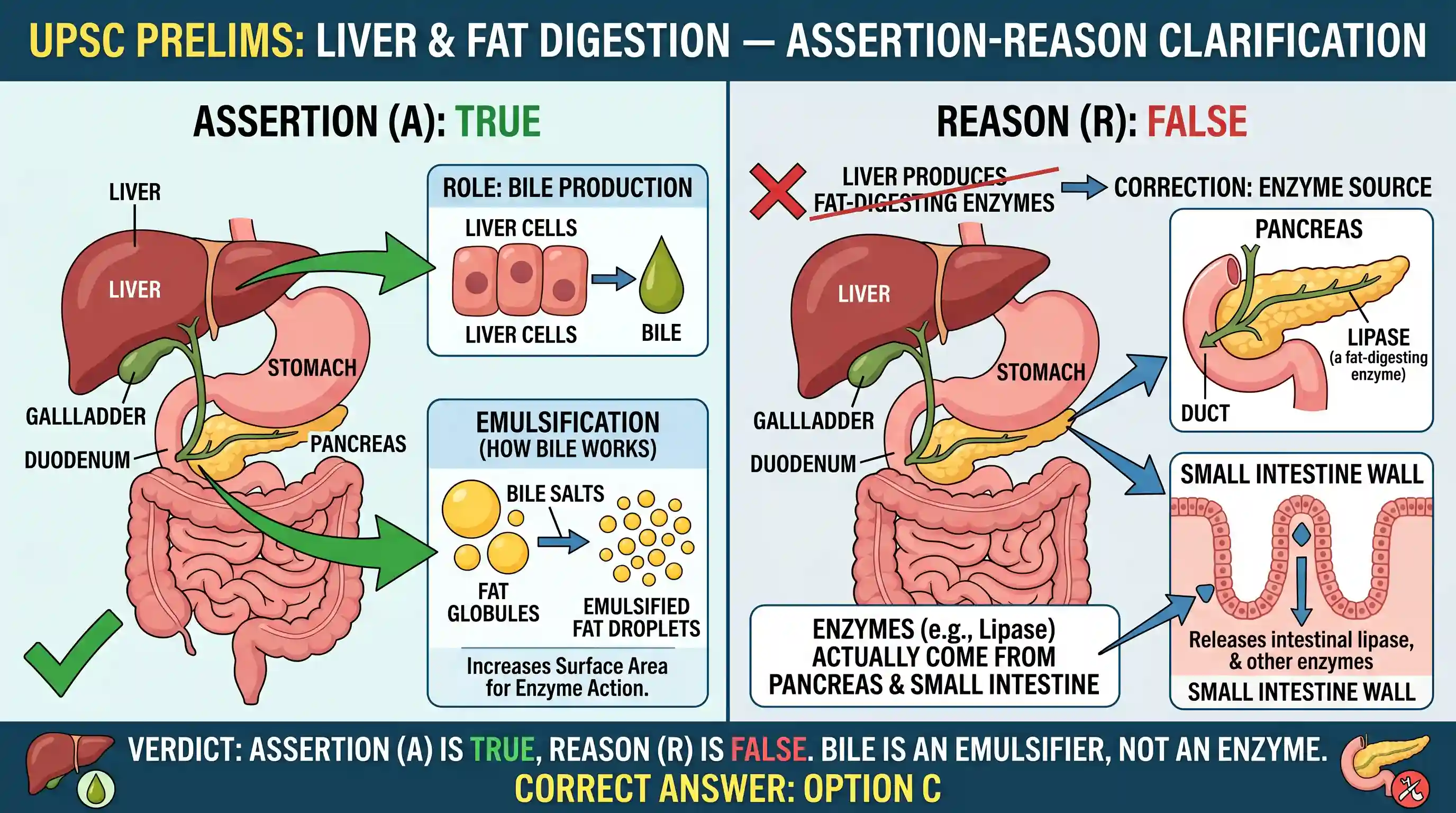 science-and-technology: Assertion (A): In human body, liver has an important role in fat digestion. Reason (R): Liver produces two important fat