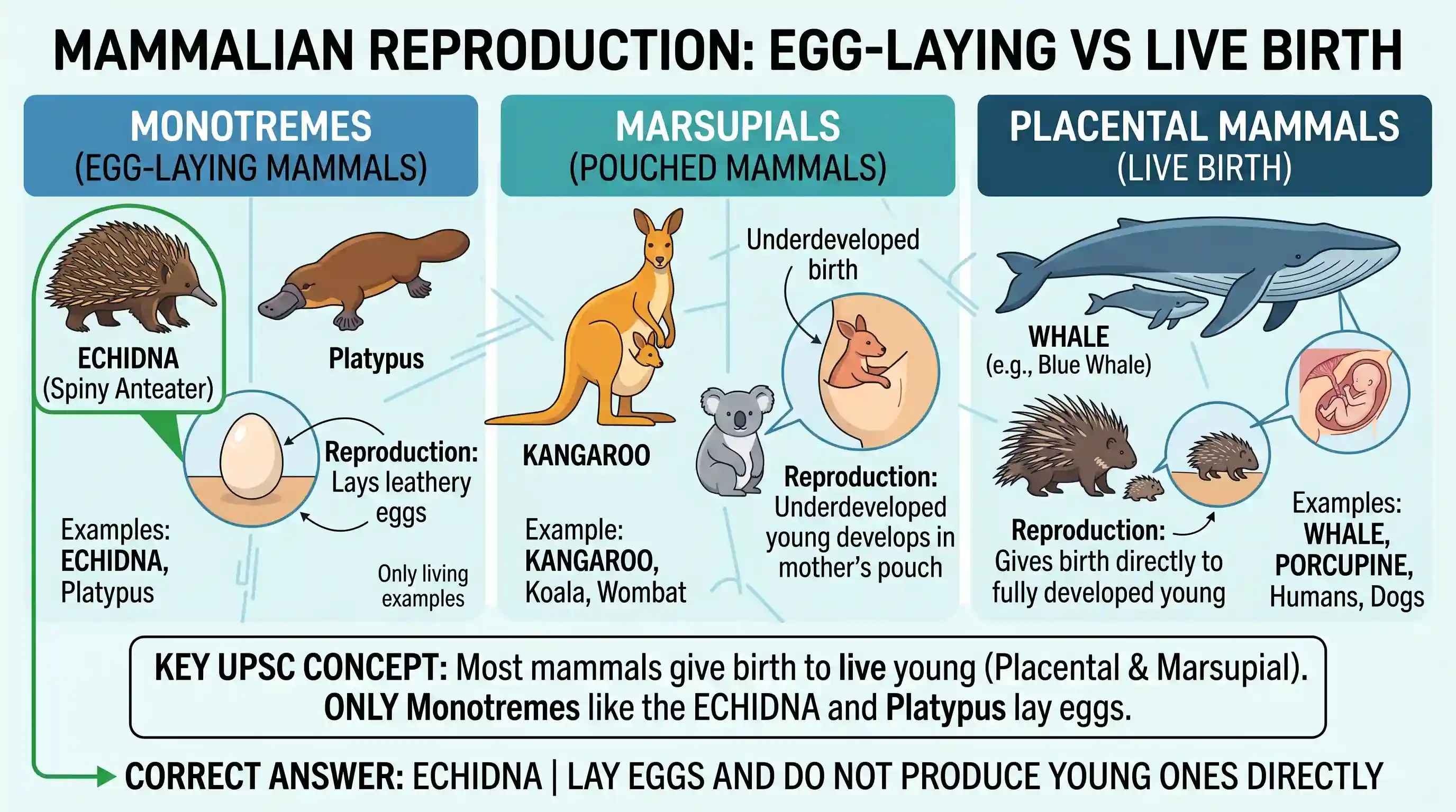 science-and-technology: Among the following, which one lays eggs and does not produce young ones directly?