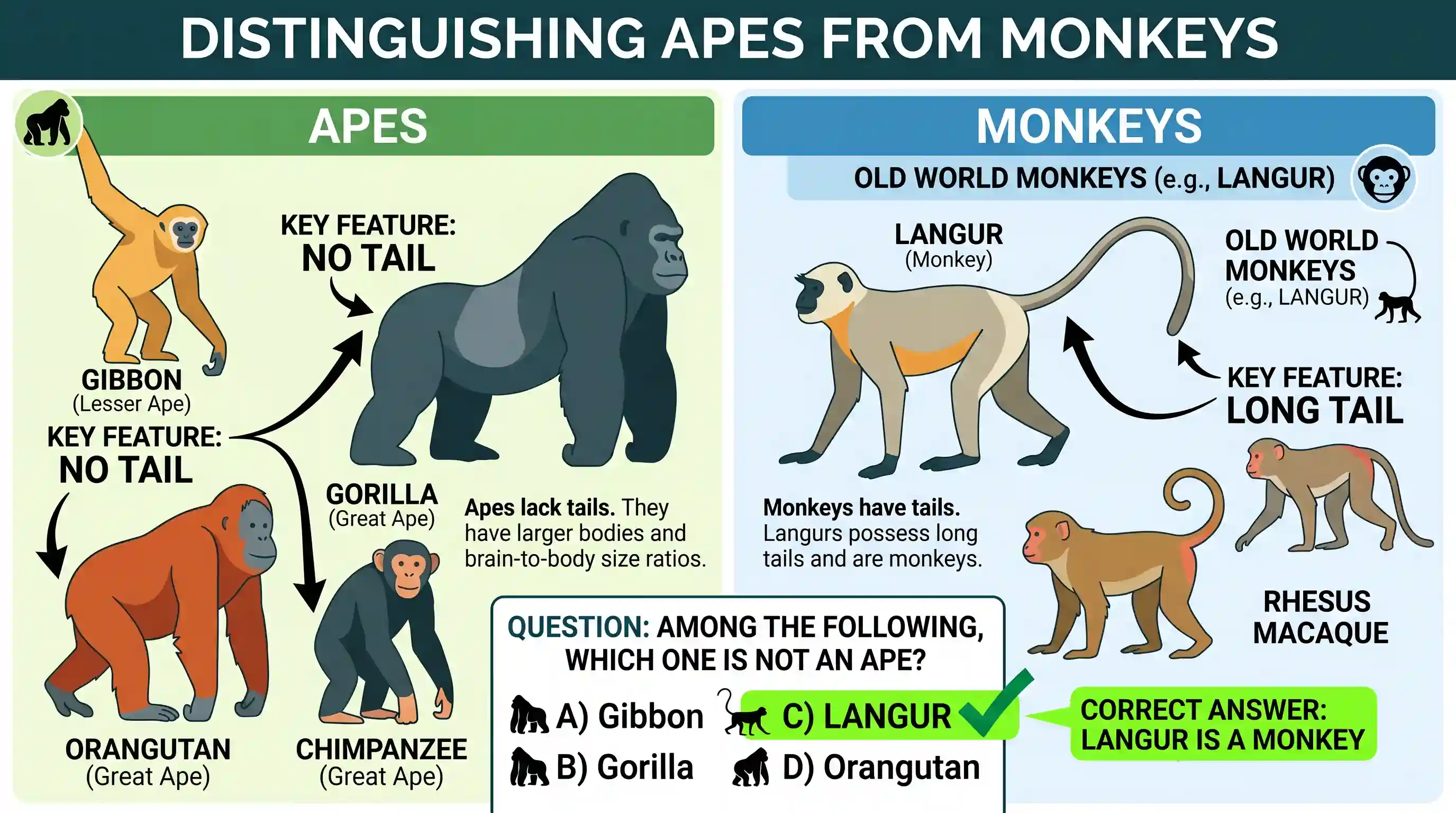 geography: Among the following, which one is not an ape?