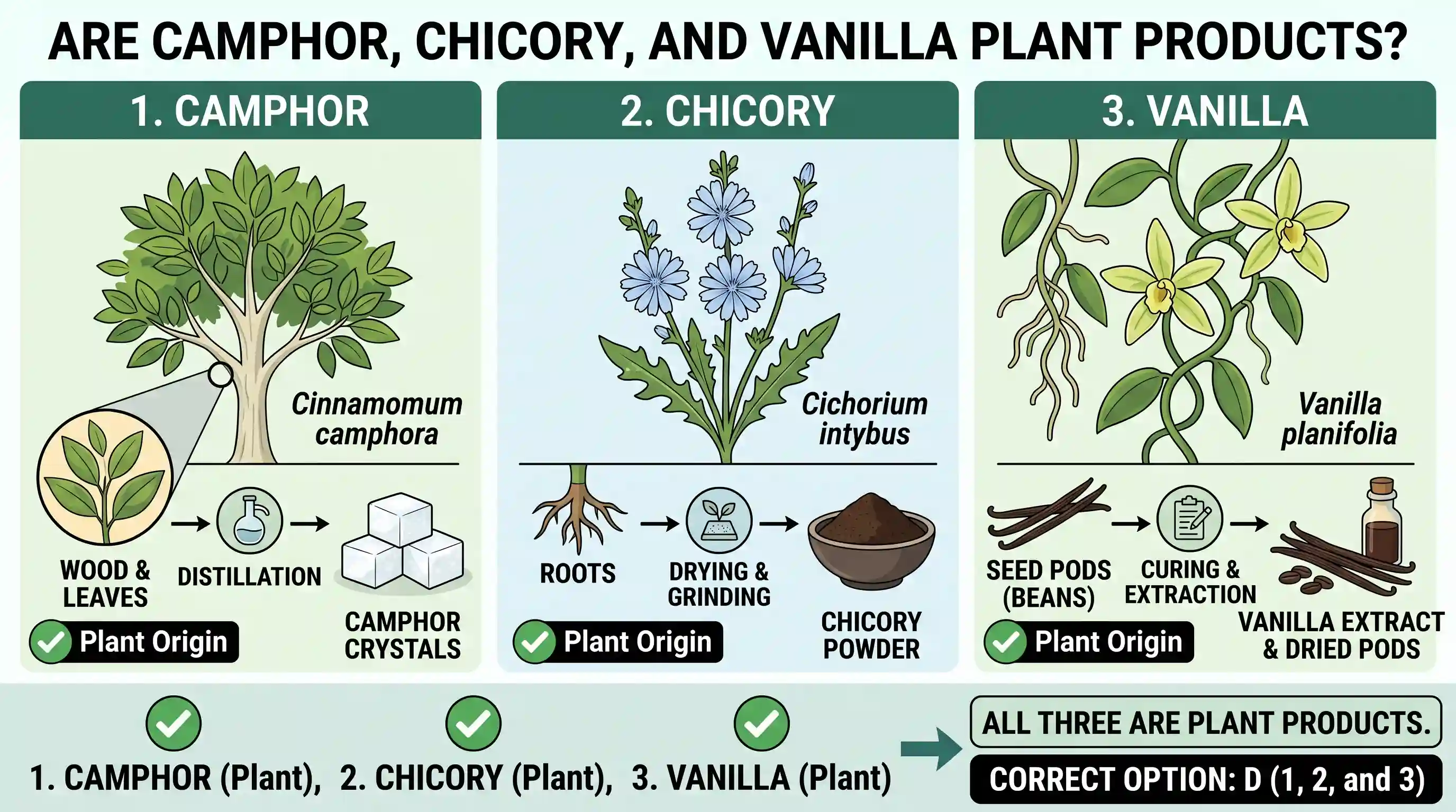 geography: Consider the following: 1. Camphor 2. Chicory 3. Vanilla Which of the above is/are plant product(s)?