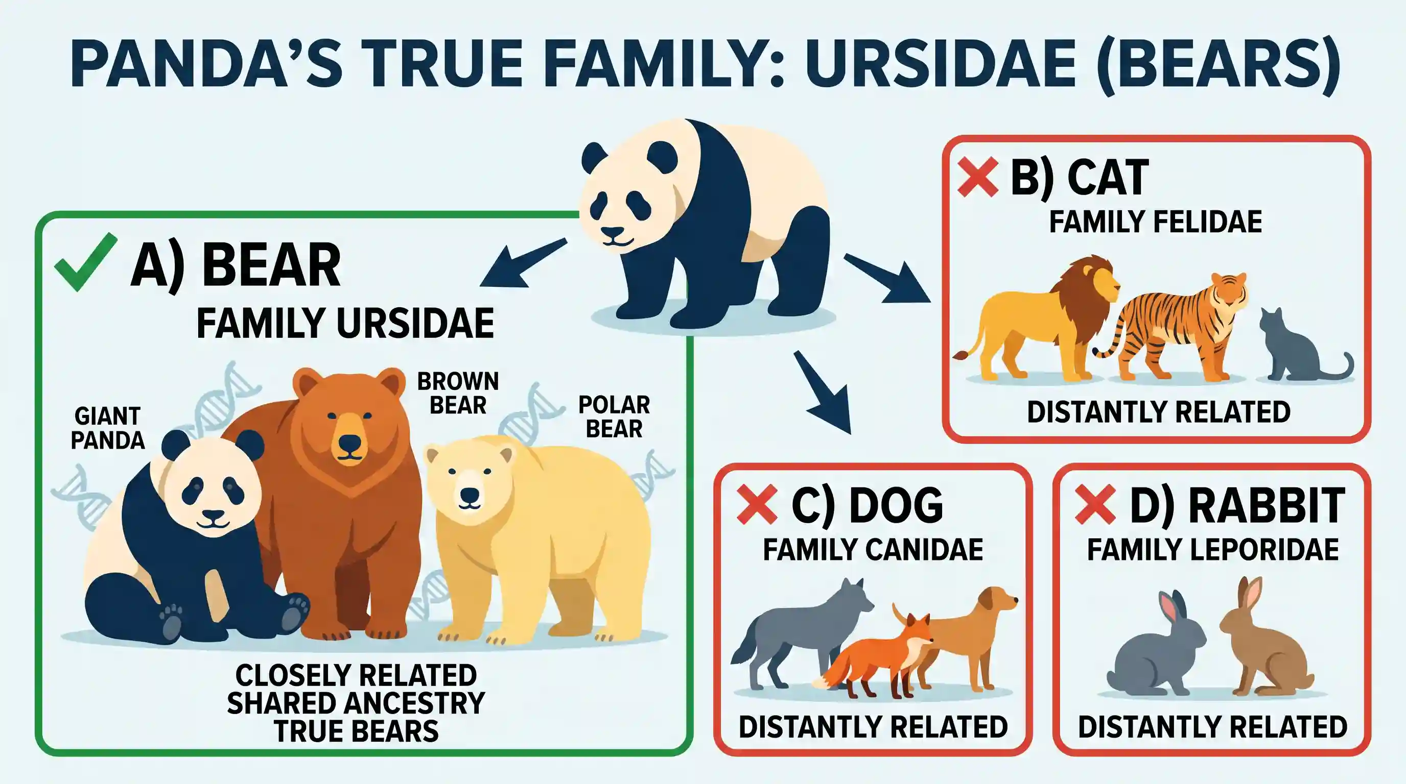 geography: The Panda belongs to the same family as that of
