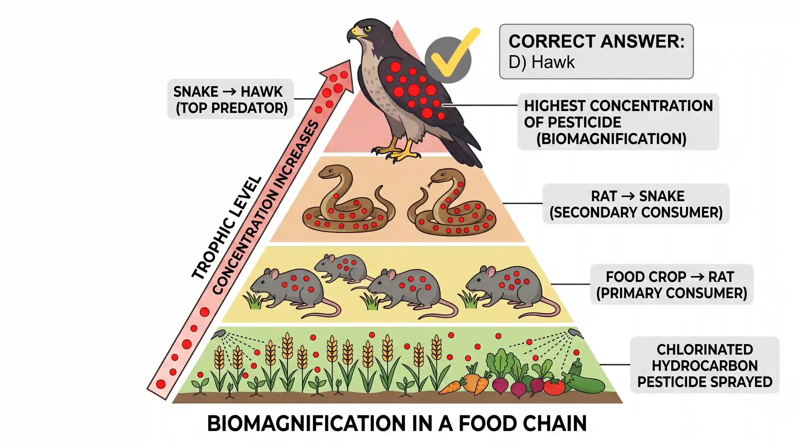 geography: A pesticide which is a chlorinated hydrocarbon is sprayed on a food crop. The food chain is: Food crop – Rat – Snake – H
