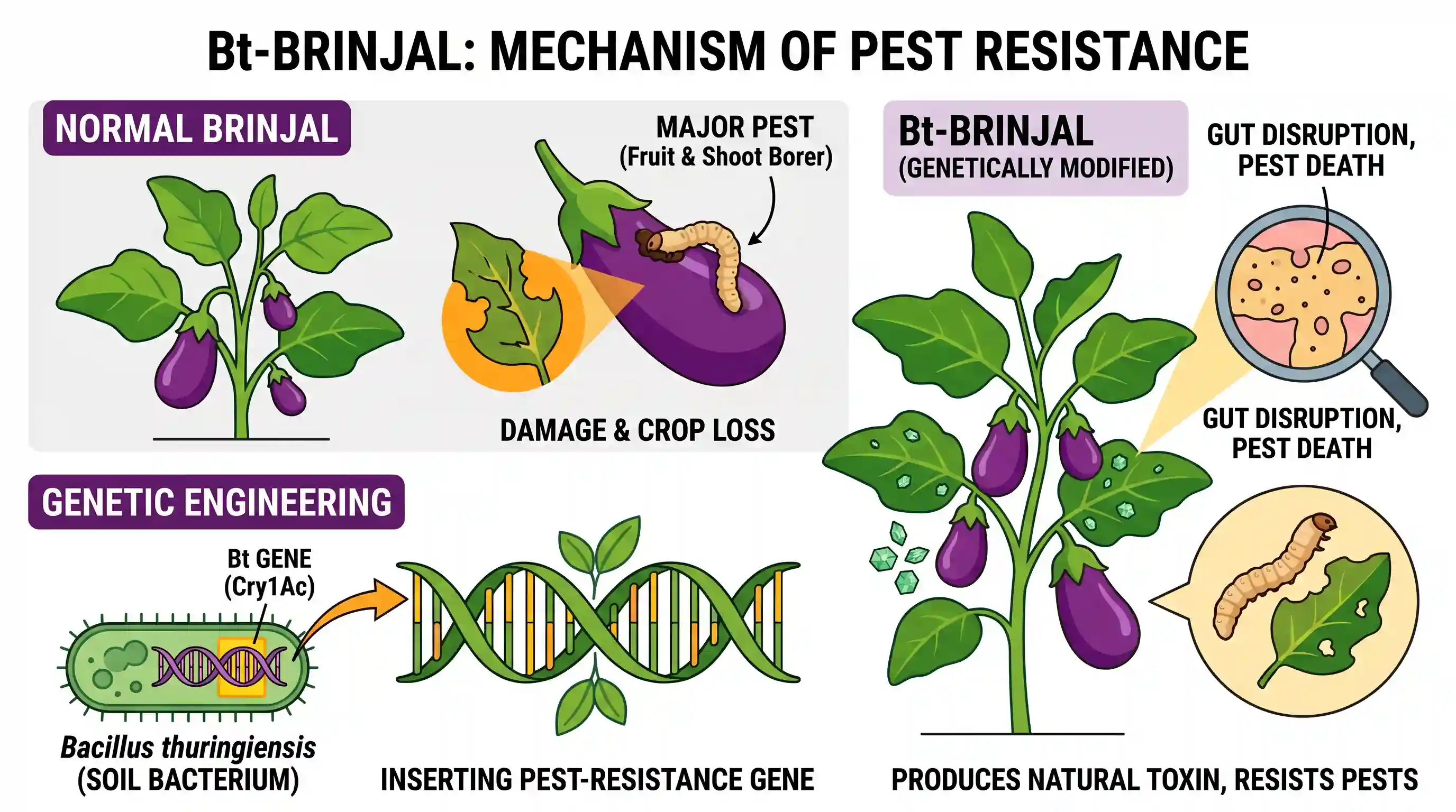 science-and-technology: A genetically engineered form of brinjal, known as the Bt-brinjal, has been developed. The objective of this is