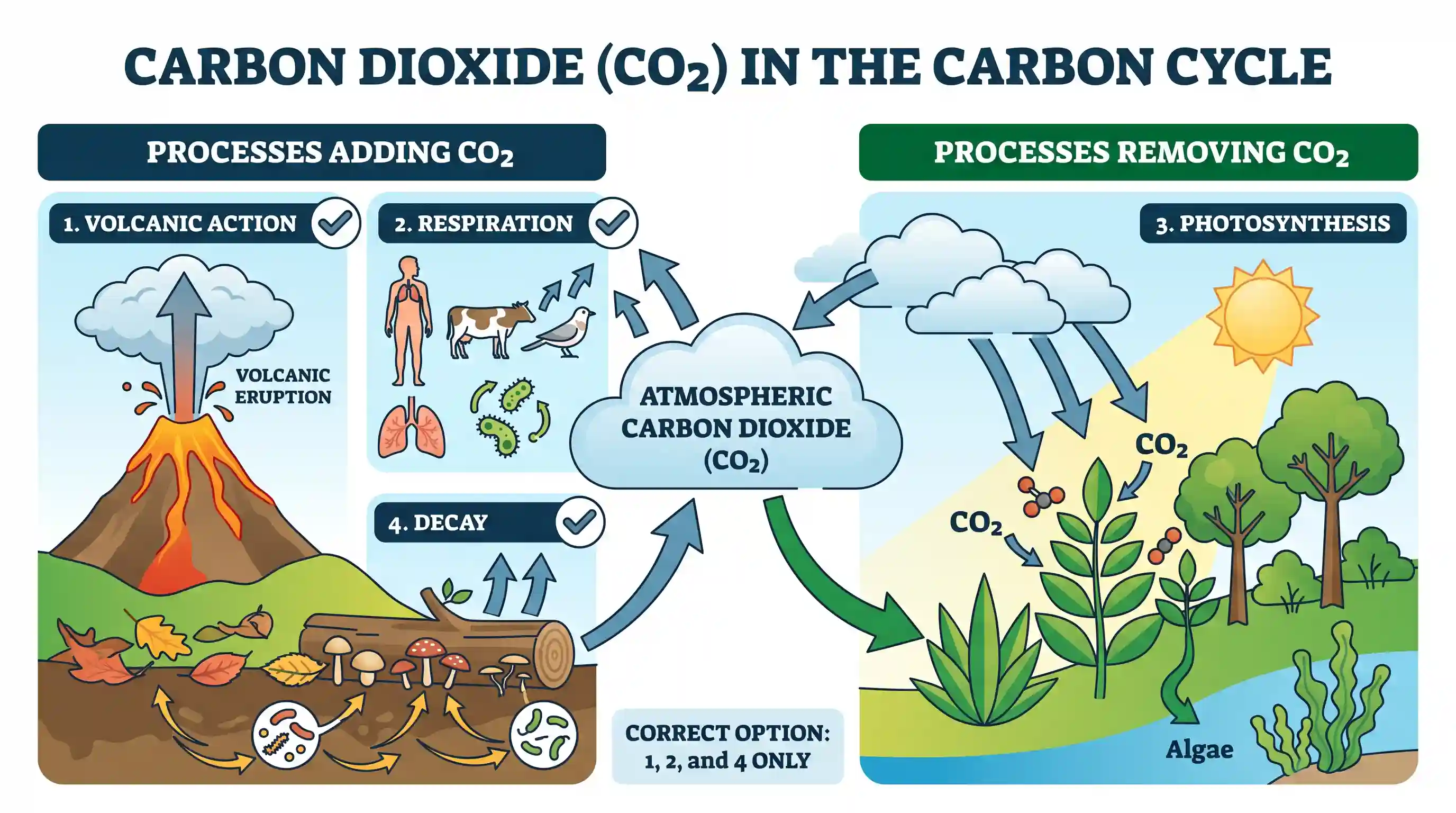 geography: Which of the following adds/add carbon dioxide to the carbon cycle on the planet Earth? 1. Volcanic action 2. Respiratio