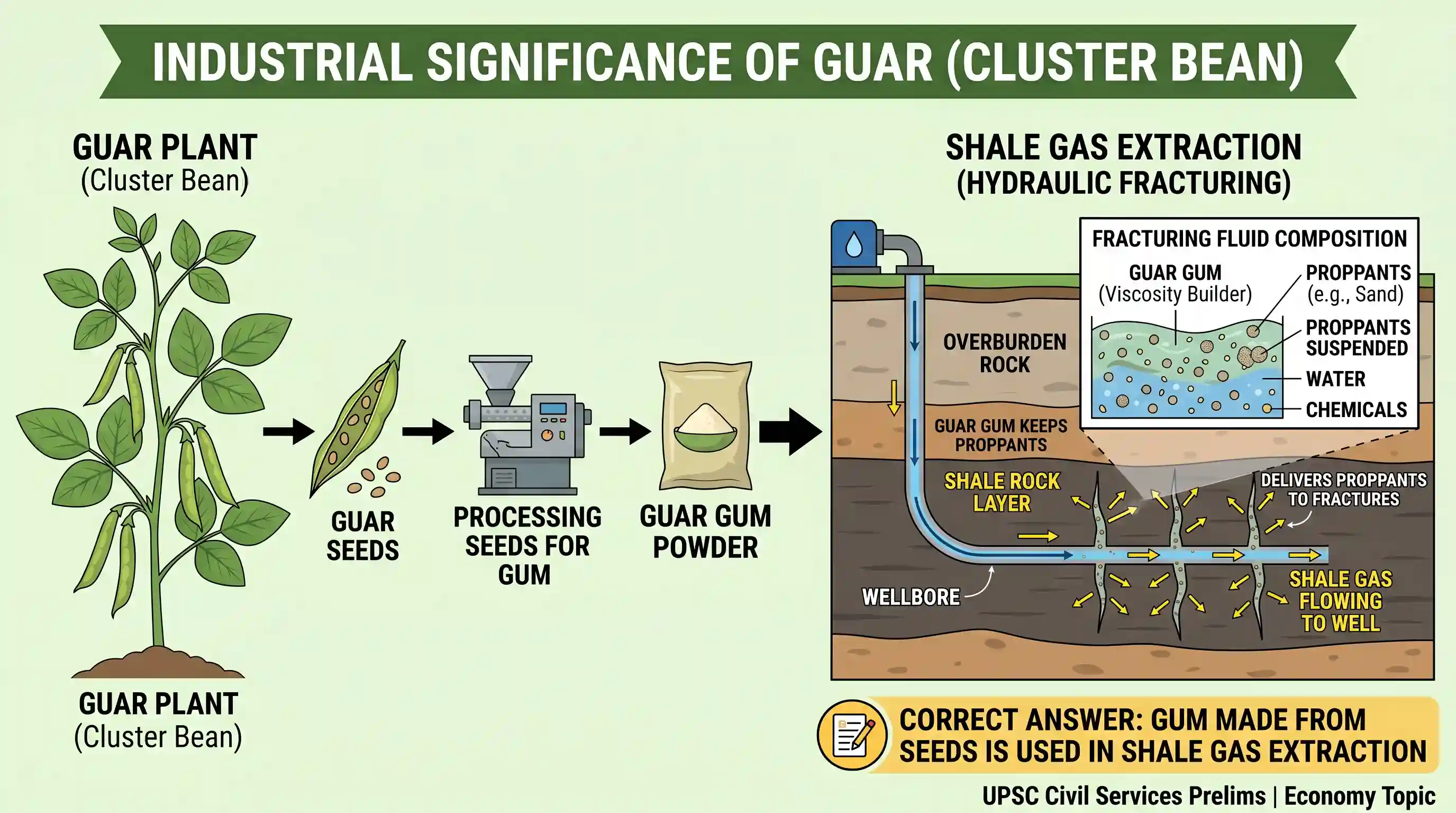 economy: In India, cluster bean (Guar) is traditionally used as a vegetable or animal feed, but recently the cultivation of this