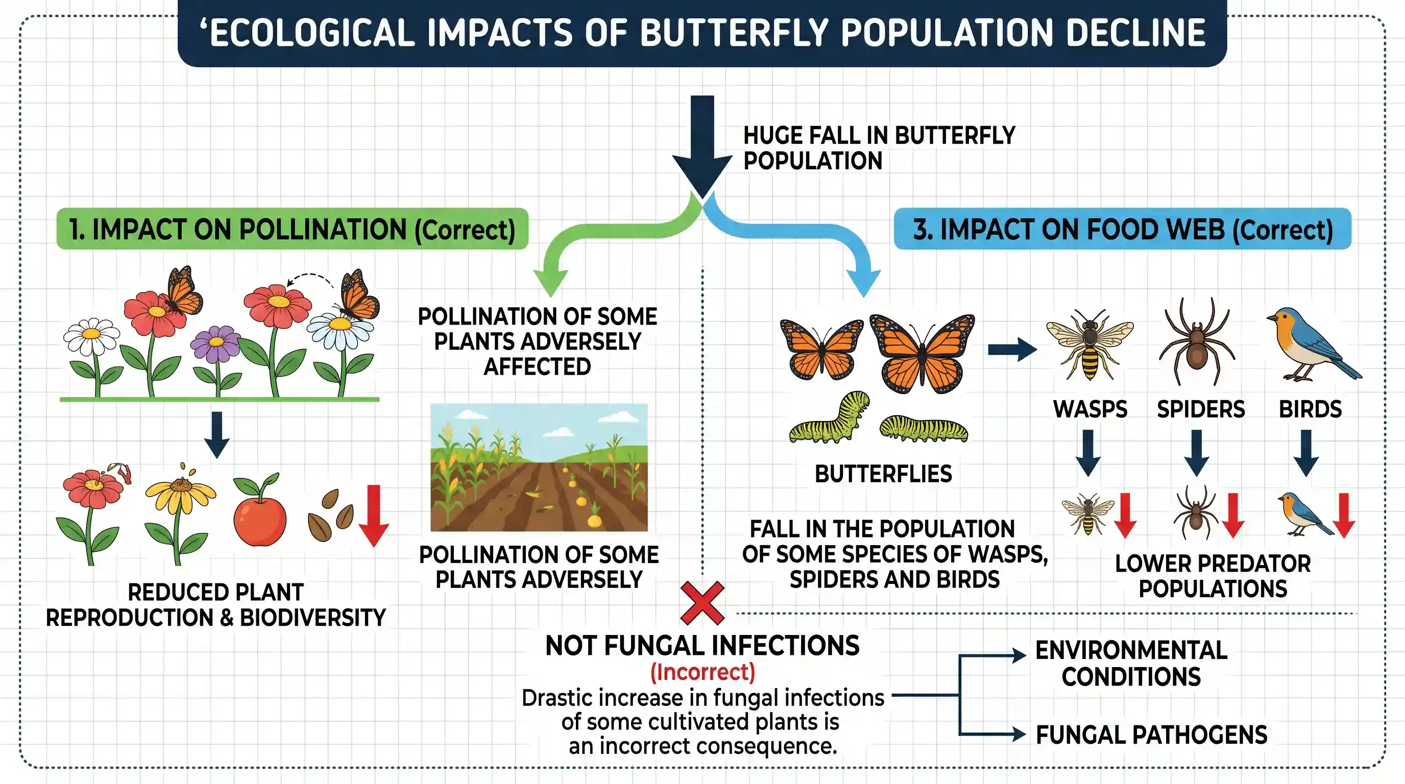 geography: Due to some reasons, if there is a huge fall in the population of species of butterflies, what could be its likely conse