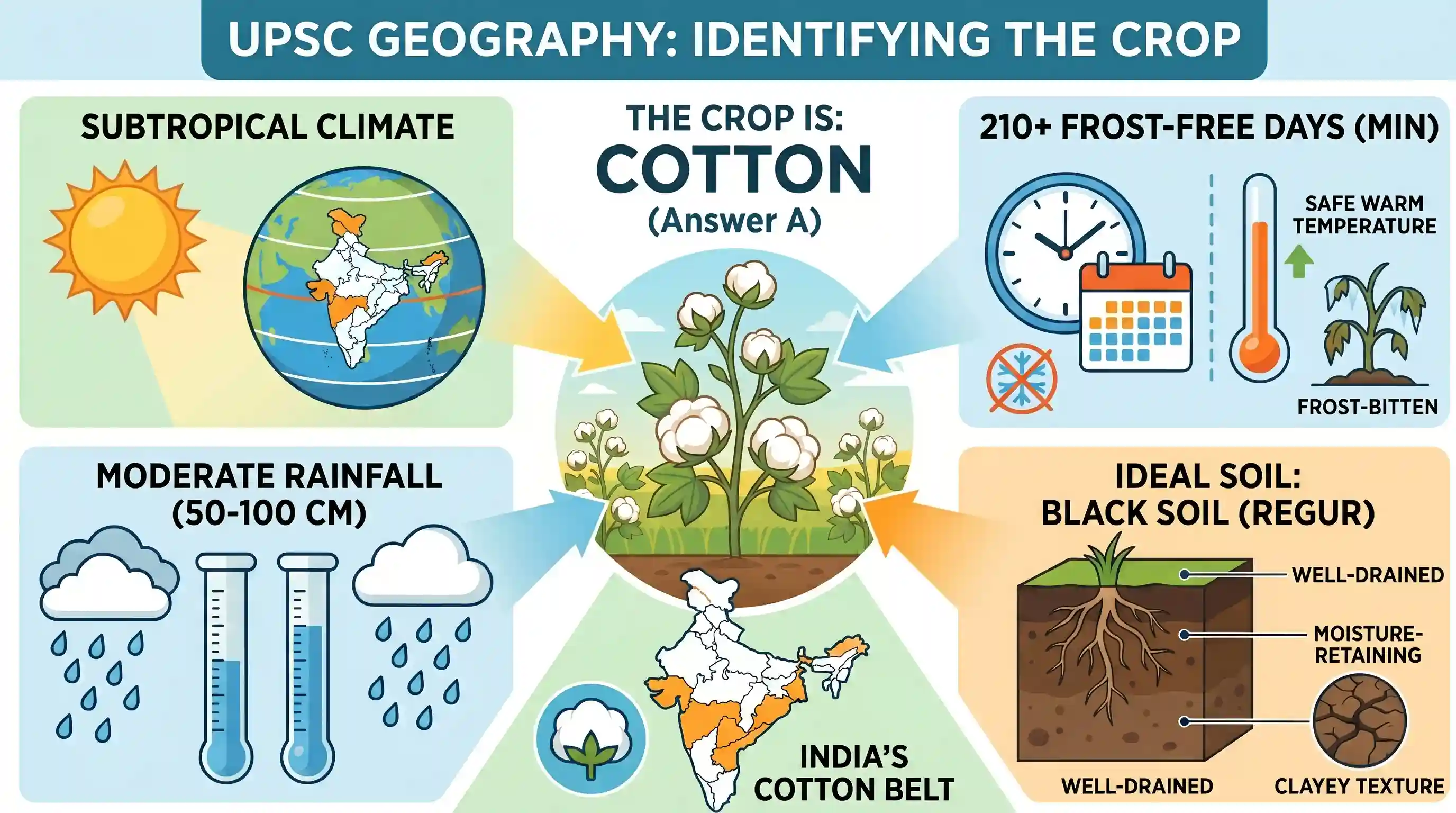 geography: "The crop is subtropical in nature. A hard frost is injurious to it. It requires at least 210 frost-free days and 50 to