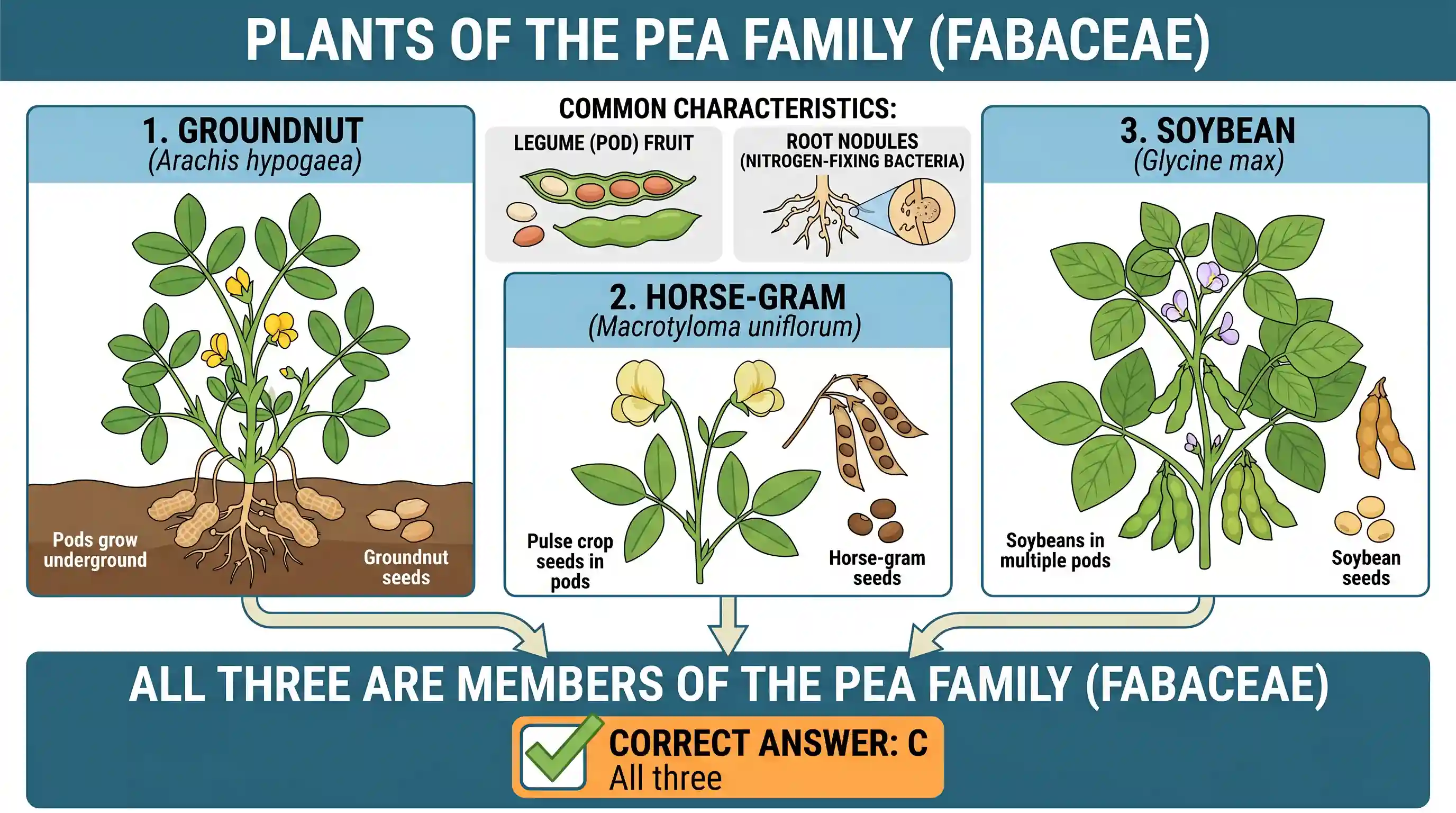 geography: Consider the following plants : 1. Groundnut 2. Horse-gram 3. Soybean How many of the above belong to the pea family?