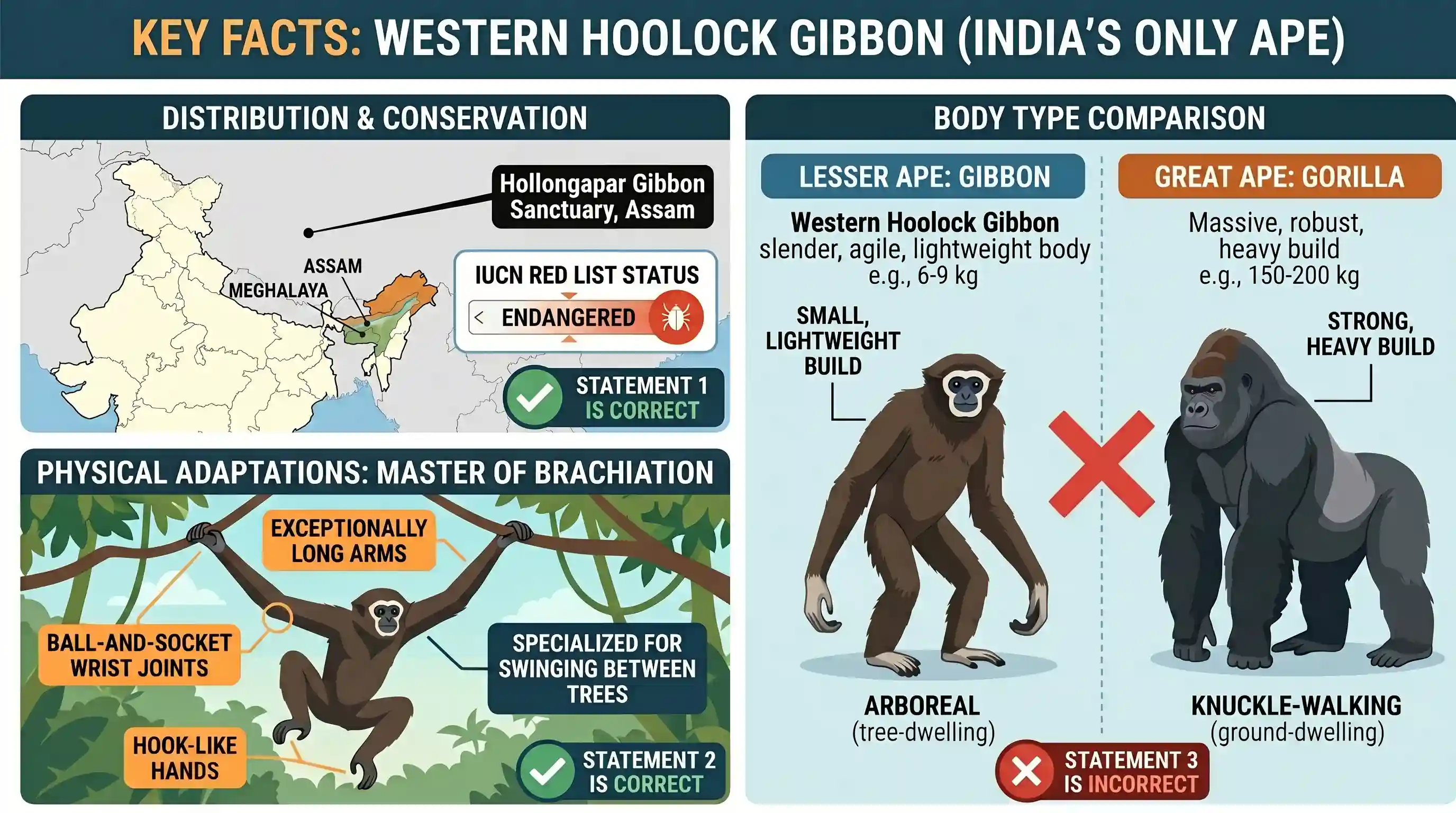 environment: With respect to the Western Hoolock Gibbons, which of the following statements is/are correct? 1. A Sanctuary in North-e
