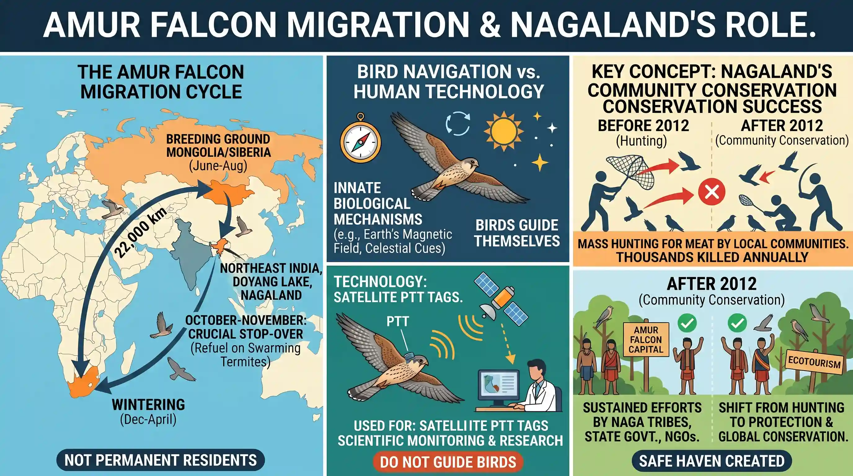 environment: Which of the following statements with regard to the arrival of Amur Falcons at Doyang Lake in Nagaland each year from M