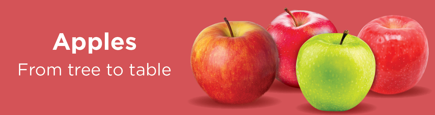 Try A Sweet & Crisp SugarBee Apple – Perfect for Snacking, Baking