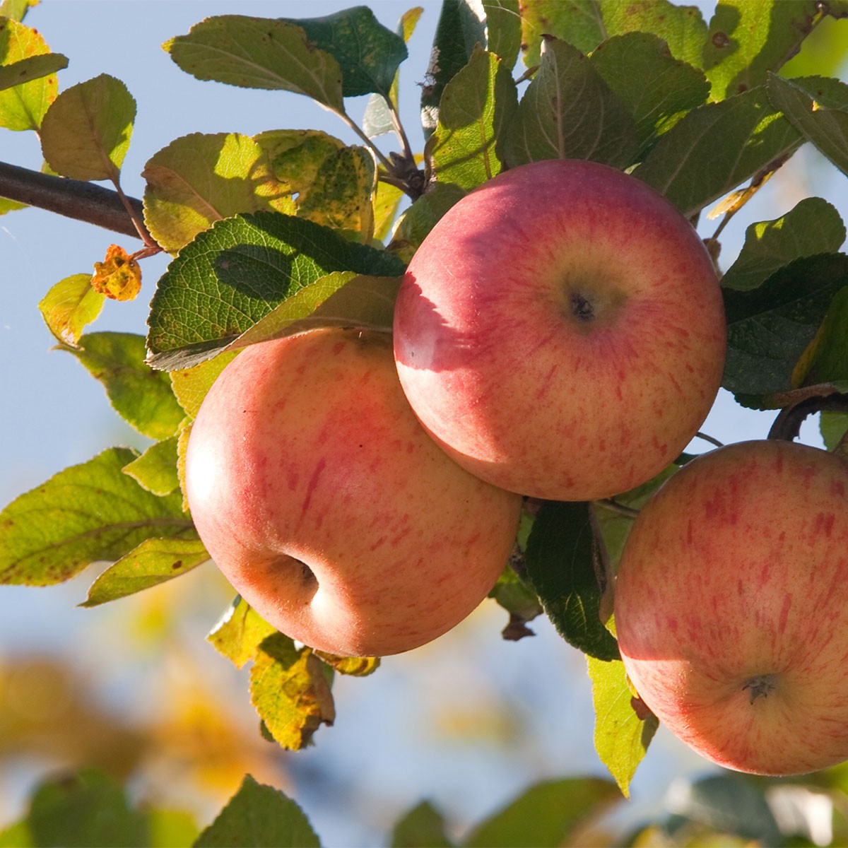 apples on tree