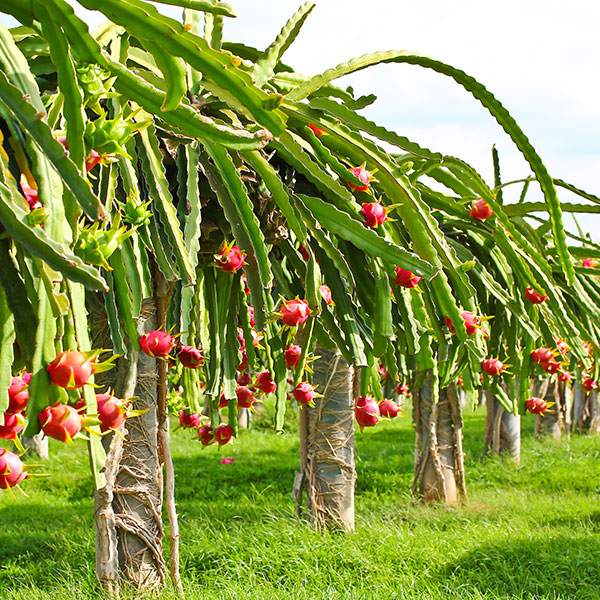 dragon fruit orchard