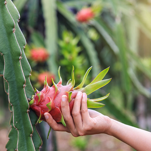 picking dragon fruit