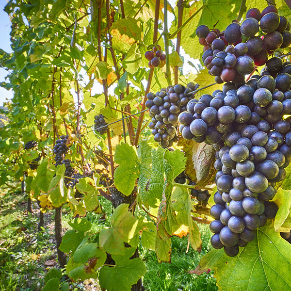 grapes in a vineyard
