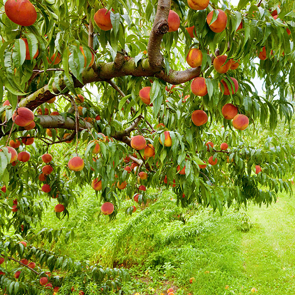 peach orchard