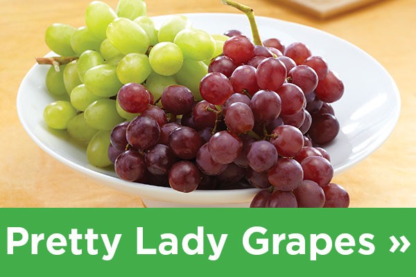 pretty lady grapes