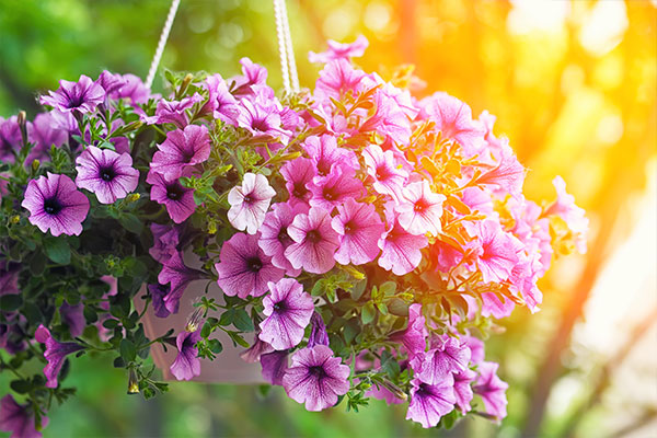 floral basket