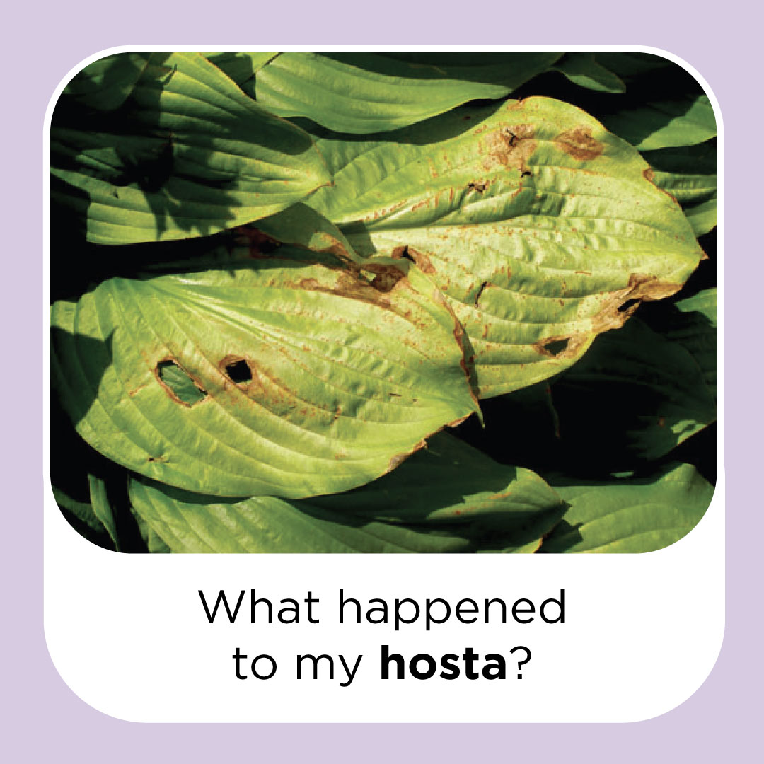 what happened to my hosta