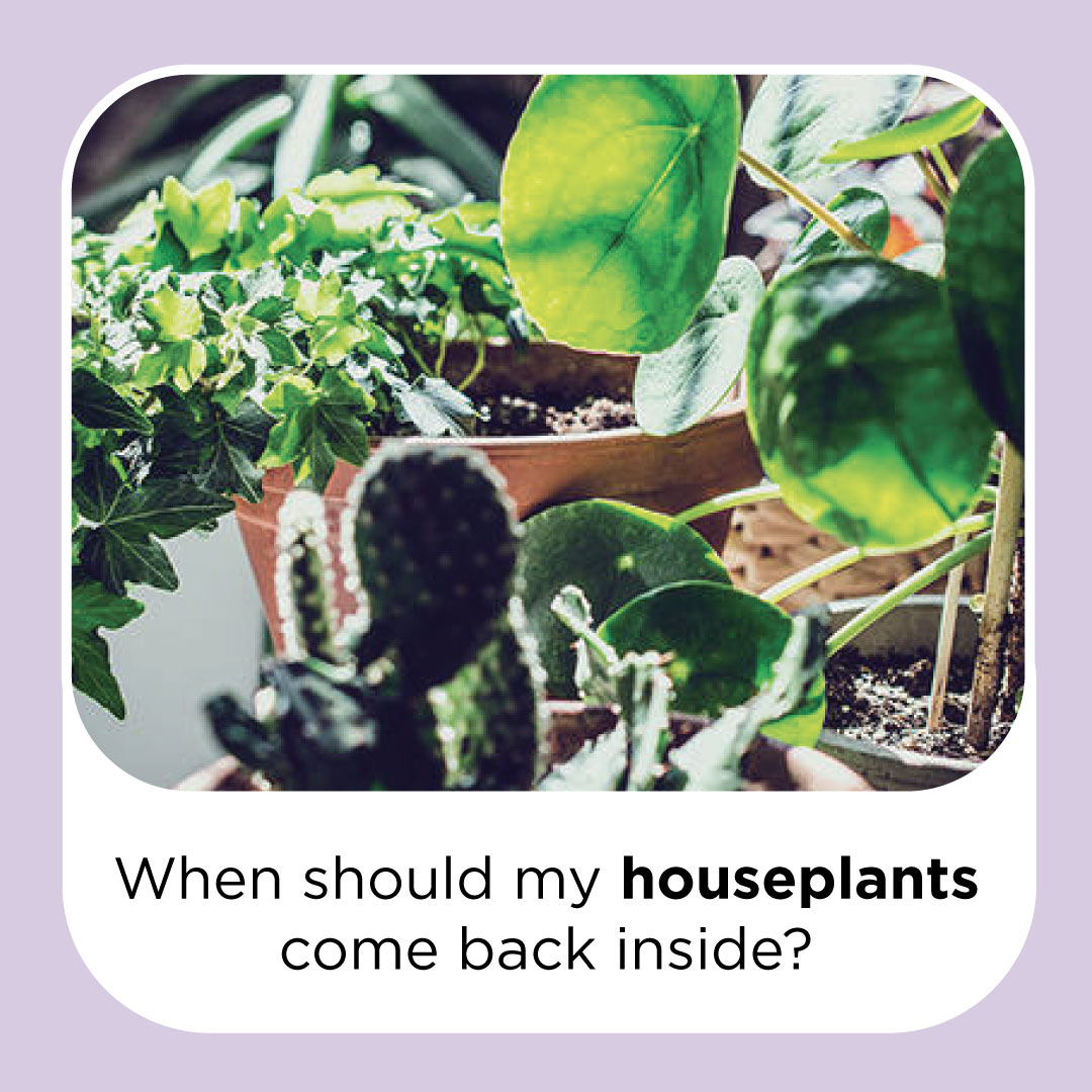 when should my houseplants come back inside?