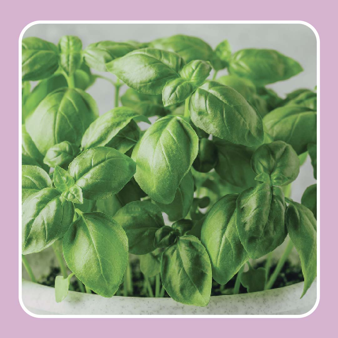 can i take the leaves from my basil plant?